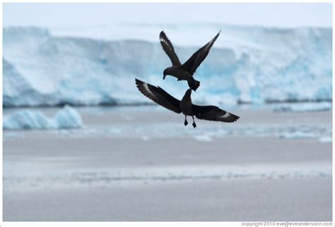 Brown Skua fighting. (Photo ID 16374-prospect)