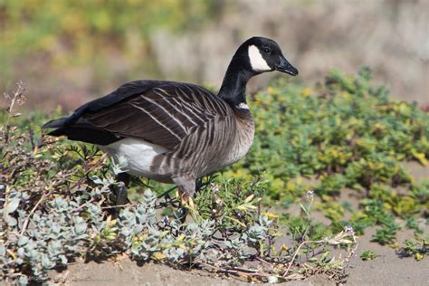 Cackling Goose | Audubon Field Guide