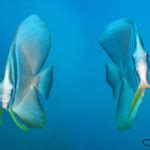 Orbicular Batfish - Koh Chang Nature | Koh Chang Nature