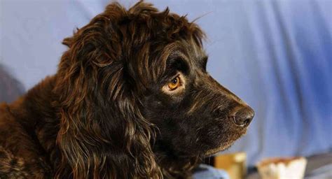 Boykin Spaniel Dog Breed Guide