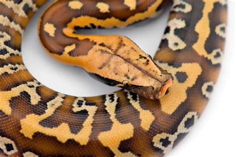 Blood Python Care sheet (Complete Setup & Guide) - ReptileHow.com