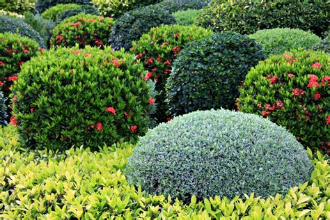 Zone 5 Shrub Varieties: Growing Shrubs In Zone 5 Gardens