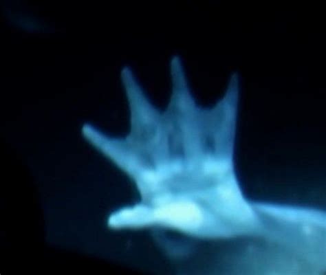 Animal Planet Broadcasts “Mermaids: The New Evidence” Documentary ...