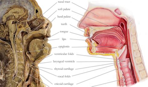 Explainer: Why the human voice is so versatile