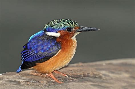 51 Birds Of Madagascar - The Worlds Rarest Birds