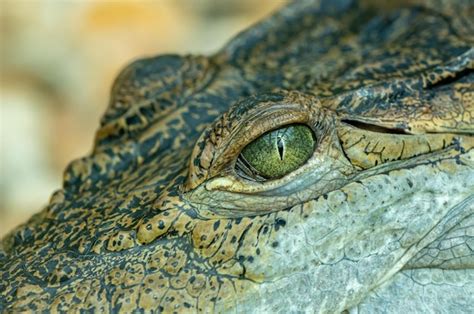 Premium Photo | Closeup of a formidable saltwater crocodile apex ...