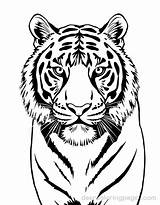 Tiger Coloring Pages  18 Free Printable AI Generated Designs sketch template