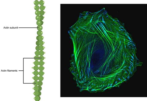 The Cytoskeleton - Wize University Biology Textbook | Wizeprep