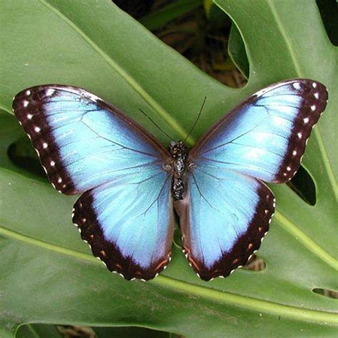 Blue Morpho Butterfly Rainforest kids games and activities | Blue ...