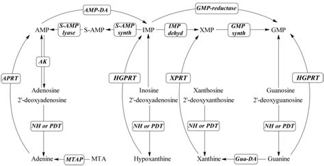 Purine salvage pathway in Trypanosoma brucei. | Download Scientific Diagram