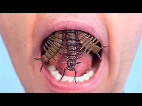 BUGS GROW FOR TEETH! - YouTube