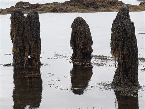 Rumpai laut menyerupai ‘hantu’ di Pantai Newry - Utusan Malaysia