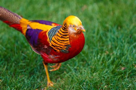 Golden Pheasant Free Stock Photo - Public Domain Pictures