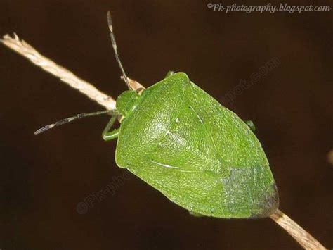 Southern Green Stink Bug | Nature, Cultural, and Travel Photography Blog