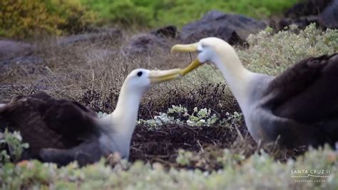 Galapagos Albatross Mating Dance - YouTube