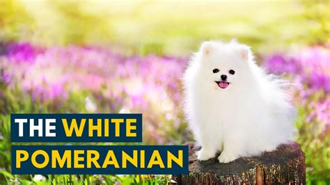 How Much Is A White Pomeranian Dog