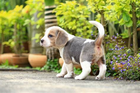 Purebred Beagle Puppy is Learning the World Stock Photo - Image of black, side: 85002122