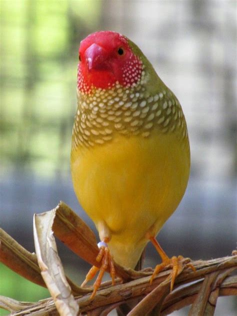 Star Finch Facts, As Pets, Care, Feeding, Behavior Pictures | Finches bird, Beautiful birds ...