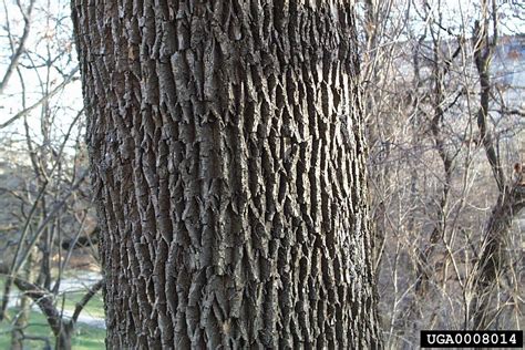 New York State's gateway to science-based invasive species information | Ash tree, Ash tree bark ...