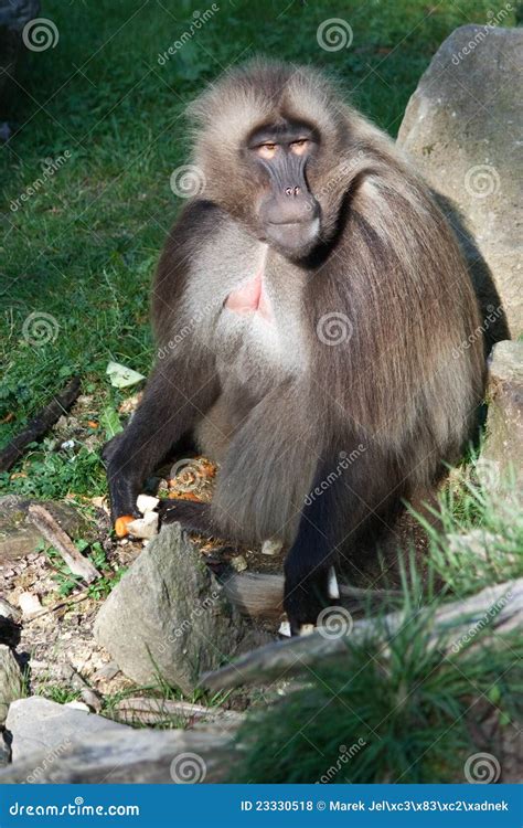 Gelada stock photo. Image of grey, animal, wild, sitting - 23330518