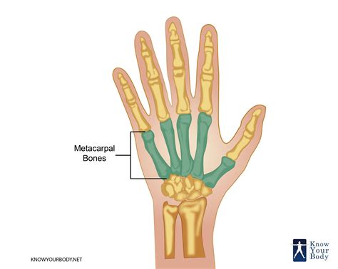 Metacarpal Bones - Anatomy, Structure, FAQs and Diagram