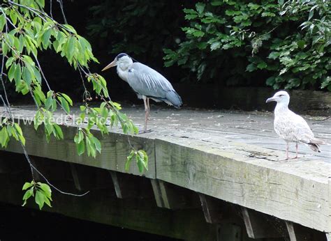 Birds and wildlife: Mid-June wildlife in St. James's Park, London