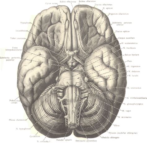 THE CERBRAL CORTEX