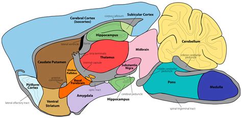 GENSAT Project at Rockefeller University, Mouse Brain Atlas, Image ...