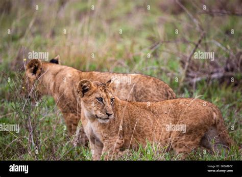 Lion family with young lions. in a savanna landscape after the hunt. Nice shot from Africa from ...