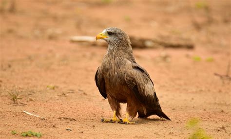 Malawi Birding - Nature Travel Birding