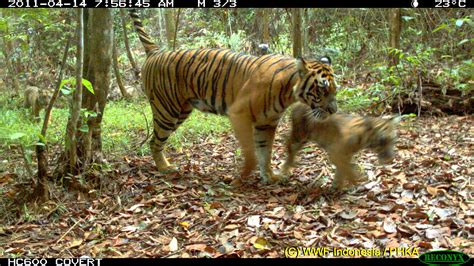 Camera captures tiger cubs in forest under imminent threat of clearing | WWF