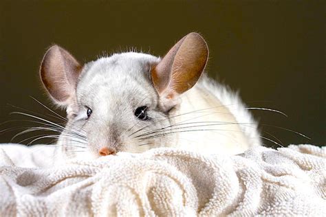 A Guide to Chinchilla Care, Part 2: Health and Behavior - Petful