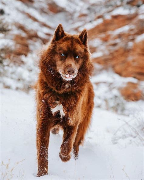 This Rare, Chocolate Brown Siberian Husky Is One of the Most Beautiful Dogs on Instagram ...