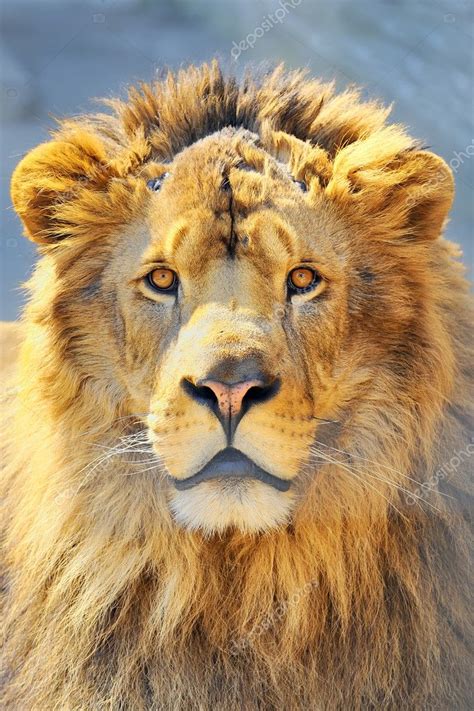 Lion head — Stock Photo © jordache #5282492