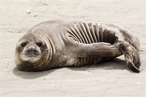 Southern elephant seal pup - Stock Image - C007/2309 - Science Photo ...