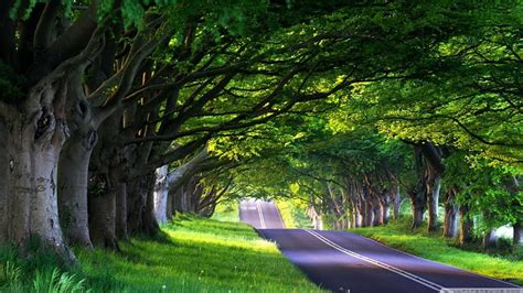 Tree-lined Road new, nature, popular, trees, HD wallpaper | Peakpx