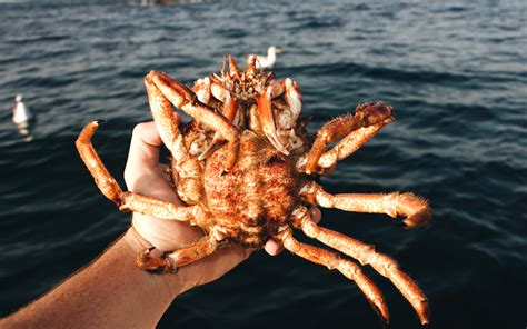 The ultimate guide to killing a spider crab humanely - Seafood Cornwall