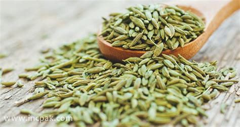 Fennel Seeds: Top 15 health benefits and side effects - INCPak