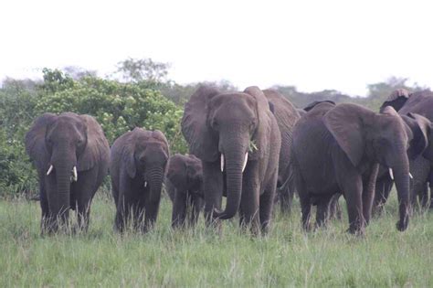 African Elephant Herd