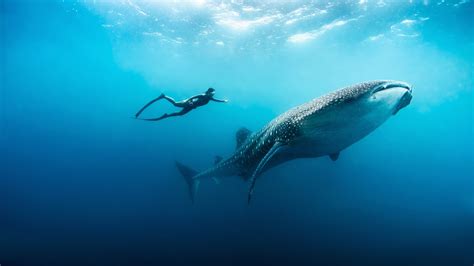 Top 10: best resorts in the Maldives for snorkeling - the Luxury Travel Expert