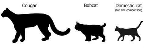 Bobcats | Internet Center for Wildlife Damage Management