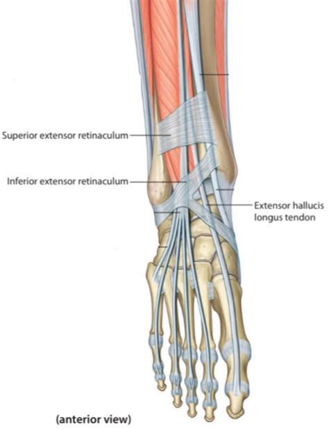 THE STRUCTURES THAT PASS BENEATH THE EXTENSOR RETINACULUM