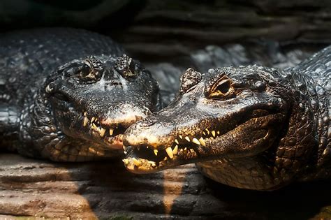 The Most Dangerous Animals Of The Amazon Rainforest - WorldAtlas