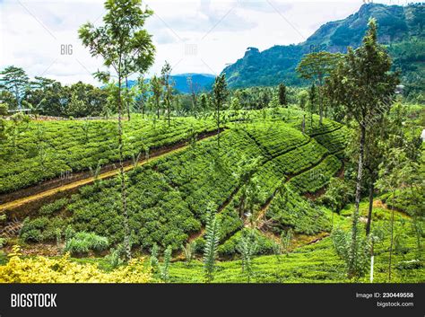 Nuwara Eliya Tea Image & Photo (Free Trial) | Bigstock