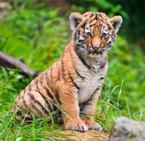 Siberian Tiger Cubs at Zurich Zoo - ZooBorns