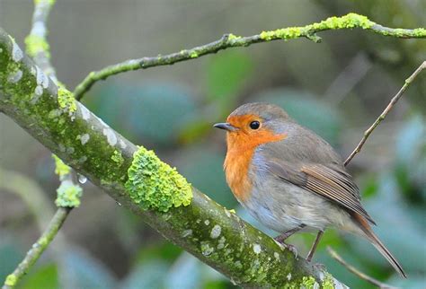 A cute Robin | Robin bird, European robin, Animal planet