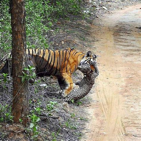 Wild Woyages | Indian Wildlife on Instagram: “The Predator's Predator! A Tigress hunts down an ...