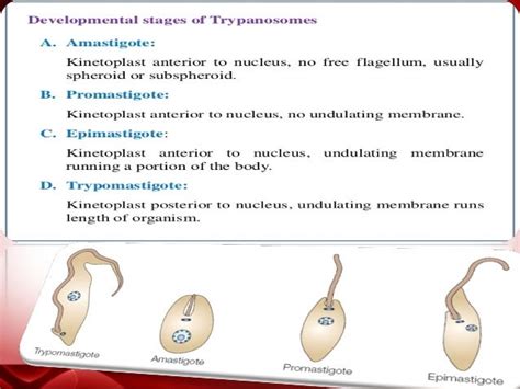 trypanosoma