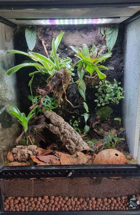 Carnivorous Bioactive Terrarium : r/isopods