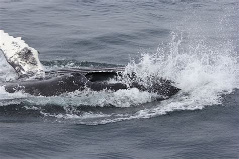 Feeding Humpback whale